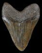Robust, Megalodon Tooth - South Carolina #36749-2
